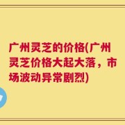 广州灵芝的价格(广州灵芝价格大起大落，市场波动异常剧烈)