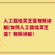 人工栽培灵芝苗视频讲解(如何人工栽培灵芝苗？视频讲解！