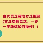 古代灵芝栽培方法视频(古法培育灵芝，一步一步教你如何操作！)
