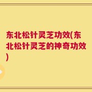 东北松针灵芝功效(东北松针灵芝的神奇功效)