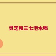 灵芝和三七泡水喝