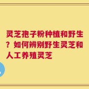 灵芝孢子粉种植和野生？如何辨别野生灵芝和人工养殖灵芝