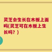 灵芝会生长在木板上面吗(灵芝可在木板上生长吗？)