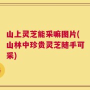 山上灵芝能采嘛图片(山林中珍贵灵芝随手可采)