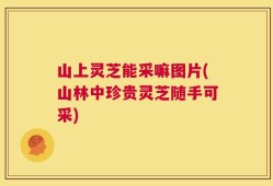 山上灵芝能采嘛图片(山林中珍贵灵芝随手可采)