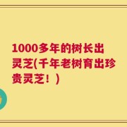 1000多年的树长出灵芝(千年老树育出珍贵灵芝！)