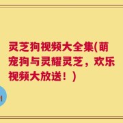 灵芝狗视频大全集(萌宠狗与灵耀灵芝，欢乐视频大放送！)