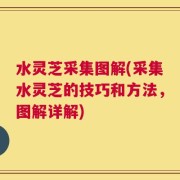 水灵芝采集图解(采集水灵芝的技巧和方法，图解详解)