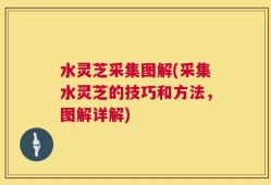 水灵芝采集图解(采集水灵芝的技巧和方法，图解详解)
