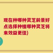 现在种哪种灵芝前景好点选择种植哪种灵芝将来效益更佳)