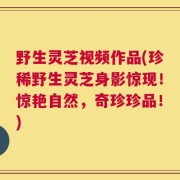 野生灵芝视频作品(珍稀野生灵芝身影惊现！惊艳自然，奇珍珍品！)