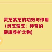 灵芝紫芝的功效与作用 (灵芝紫芝：神奇的健康养护之物)