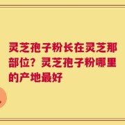 灵芝孢子粉长在灵芝那部位？灵芝孢子粉哪里的产地最好