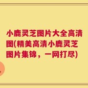 小鹿灵芝图片大全高清图(精美高清小鹿灵芝图片集锦，一网打尽)