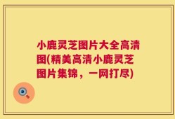 小鹿灵芝图片大全高清图(精美高清小鹿灵芝图片集锦，一网打尽)