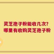 灵芝孢子粉能收几次？哪里有收购灵芝孢子粉