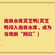 南田水库灵芝鸭(灵芝鸭闯入南田水库，成为当地新“网红”)