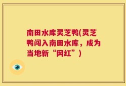 南田水库灵芝鸭(灵芝鸭闯入南田水库，成为当地新“网红”)