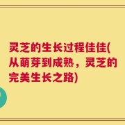灵芝的生长过程佳佳(从萌芽到成熟，灵芝的完美生长之路)