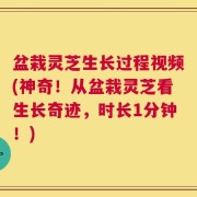 盆栽灵芝生长过程视频(神奇！从盆栽灵芝看生长奇迹，时长1分钟！)
