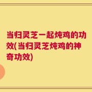 当归灵芝一起炖鸡的功效(当归灵芝炖鸡的神奇功效)