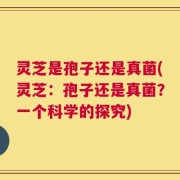 灵芝是孢子还是真菌(灵芝：孢子还是真菌？一个科学的探究)
