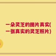 一朵灵芝的图片真实(一张真实的灵芝照片)