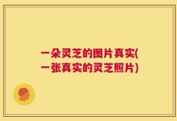 一朵灵芝的图片真实(一张真实的灵芝照片)