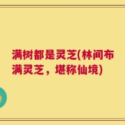 满树都是灵芝(林间布满灵芝，堪称仙境)