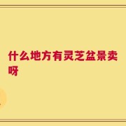 什么地方有灵芝盆景卖呀
