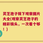灵芝孢子镜下观察图片大全(观察灵芝孢子的精彩镜头，一次看个够！)