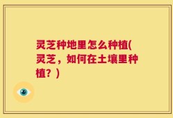 灵芝种地里怎么种植(灵芝，如何在土壤里种植？)