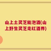 山上土灵芝能泡酒(山上野生灵芝走红酒界)