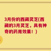 3月份的西藏灵芝(西藏的3月灵芝，具有神奇的药用效果！)