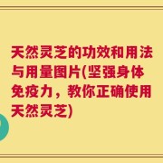 天然灵芝的功效和用法与用量图片(坚强身体免疫力，教你正确使用天然灵芝)