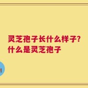 灵芝孢子长什么样子？什么是灵芝孢子