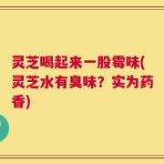 灵芝喝起来一股霉味(灵芝水有臭味？实为药香)