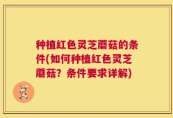 种植红色灵芝蘑菇的条件(如何种植红色灵芝蘑菇？条件要求详解)