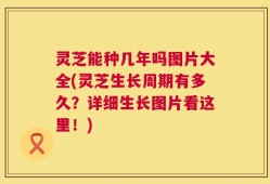 灵芝能种几年吗图片大全(灵芝生长周期有多久？详细生长图片看这里！)