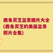 鹿角灵芝盆景图片大全(鹿角灵芝的美丽盆景照片合集)
