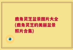 鹿角灵芝盆景图片大全(鹿角灵芝的美丽盆景照片合集)