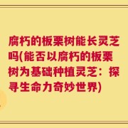 腐朽的板栗树能长灵芝吗(能否以腐朽的板栗树为基础种植灵芝：探寻生命力奇妙世界)