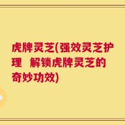 虎牌灵芝(强效灵芝护理  解锁虎牌灵芝的奇妙功效)