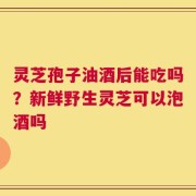 灵芝孢子油酒后能吃吗？新鲜野生灵芝可以泡酒吗