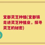 宜都灵芝种植(宜都镇走进灵芝种植业，探寻灵芝的秘密)
