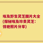 埃及野生灵芝图片大全(探秘埃及珍贵灵芝：惊艳照片分享)