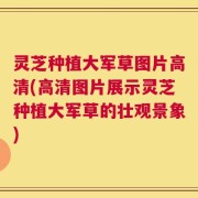 灵芝种植大军草图片高清(高清图片展示灵芝种植大军草的壮观景象)