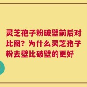 灵芝孢子粉破壁前后对比图？为什么灵芝孢子粉去壁比破壁的更好