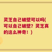 灵芝自己破壁可以吗(可以自己破壁？灵芝真的这么神奇！)
