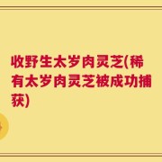 收野生太岁肉灵芝(稀有太岁肉灵芝被成功捕获)